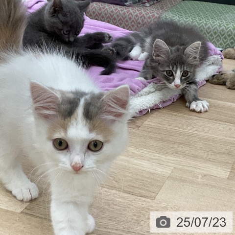 ノルウェージャンフォレストキャットの写真