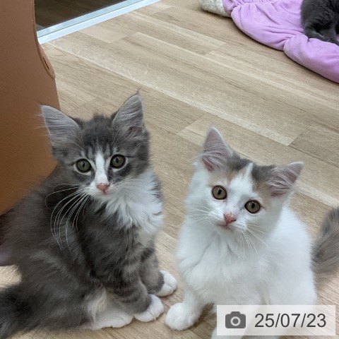 ノルウェージャンフォレストキャットの写真