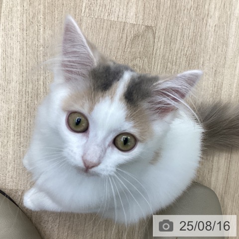 ノルウェージャンフォレストキャットの写真