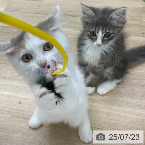 ノルウェージャンフォレストキャットの写真