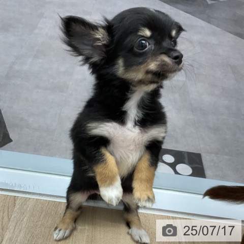 チワワの写真