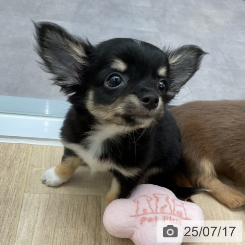 チワワの写真