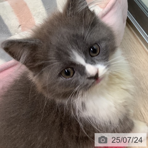 スコティッシュフォールドの写真