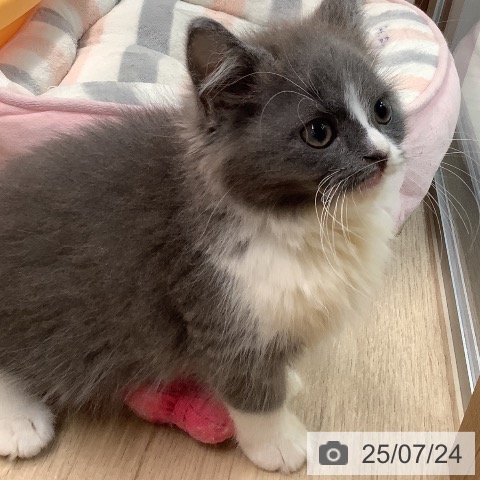スコティッシュフォールドの写真