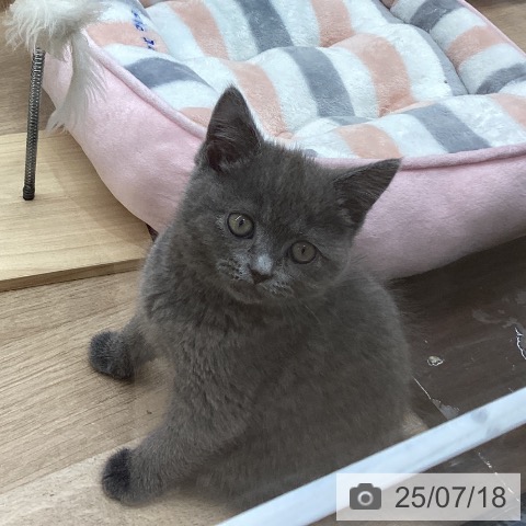 スコティッシュフォールドの写真