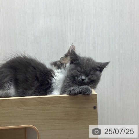 スコティッシュフォールドの写真