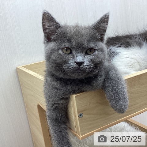 スコティッシュフォールドの写真