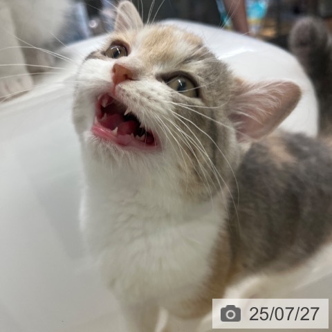 スコティッシュフォールドの写真