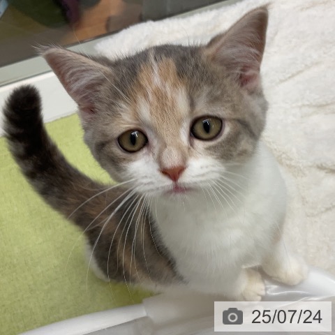 スコティッシュフォールドの写真