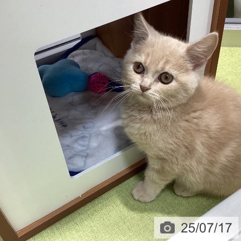 スコティッシュフォールドの写真