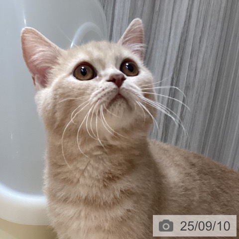 スコティッシュフォールドの写真