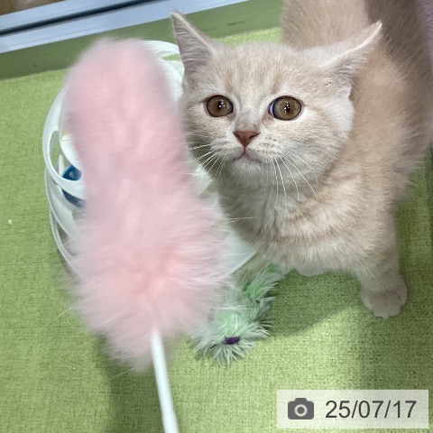 スコティッシュフォールドの写真