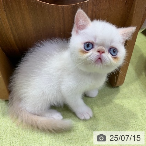 エキゾチックの写真