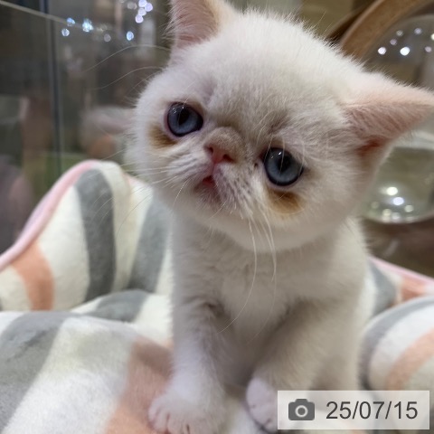 エキゾチックの写真