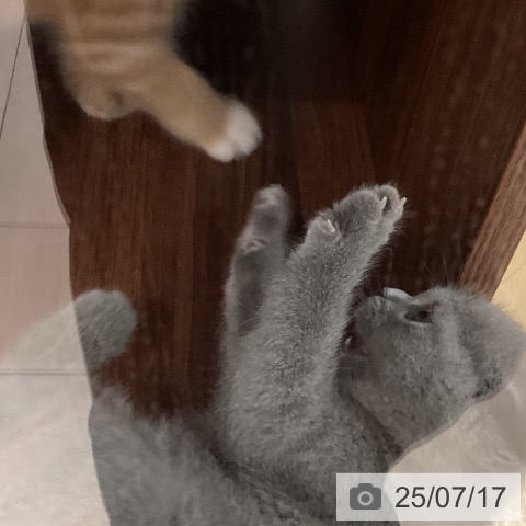 ブリティッシュショートヘアの写真