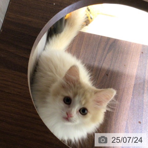 マンチカンの写真
