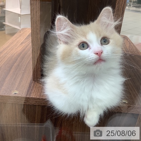 マンチカンの写真