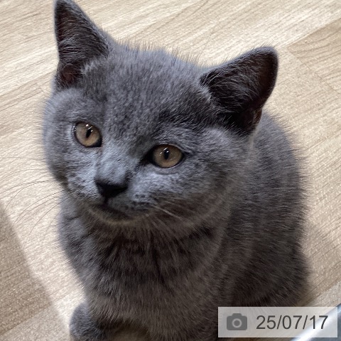 ブリティッシュショートヘアの写真
