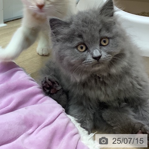ブリティッシュショートヘアの写真
