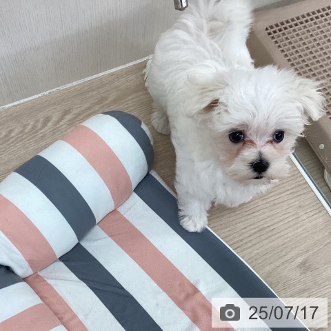 マルチーズの写真