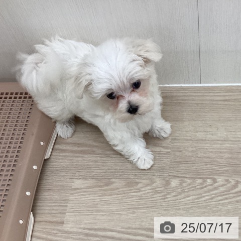 マルチーズの写真