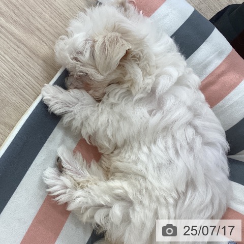 マルチーズの写真