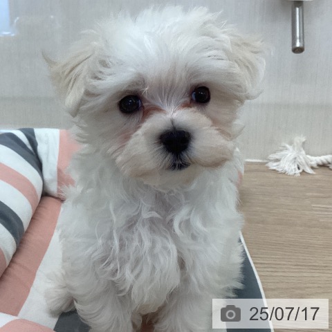 マルチーズの写真