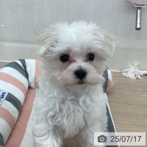 マルチーズの写真