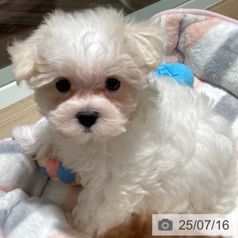 マルチーズの写真