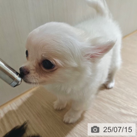 チワワの写真
