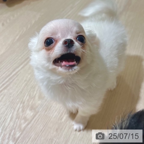 チワワの写真