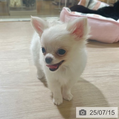 チワワの写真