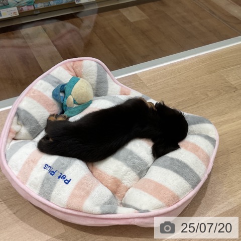 ミニチュア・ダックスフンドの写真