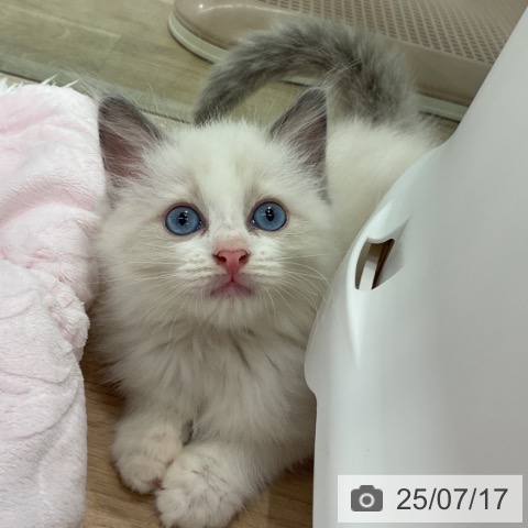ラグドールの写真