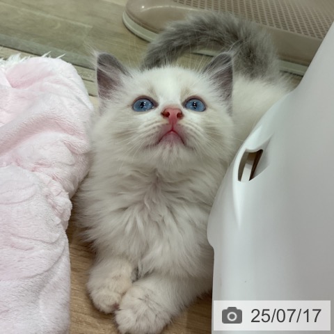 ラグドールの写真