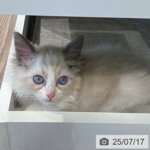 ラグドールの写真
