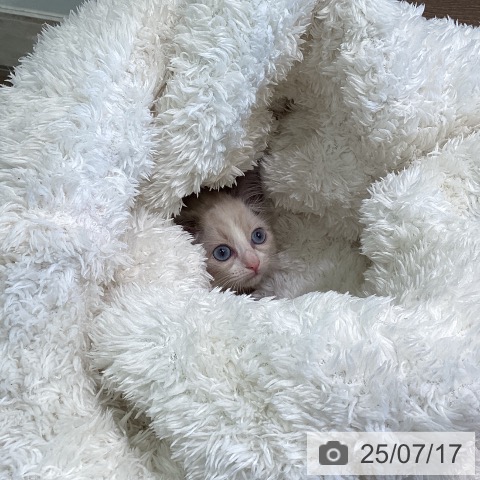 ラグドールの写真