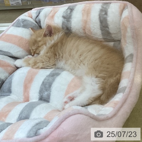 サイベリアンの写真