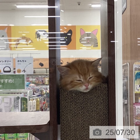 サイベリアンの写真