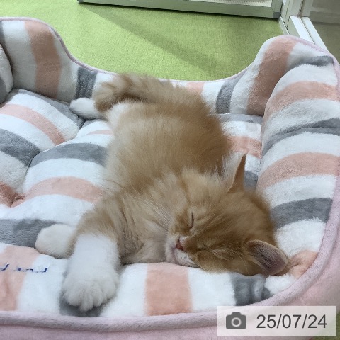 サイベリアンの写真