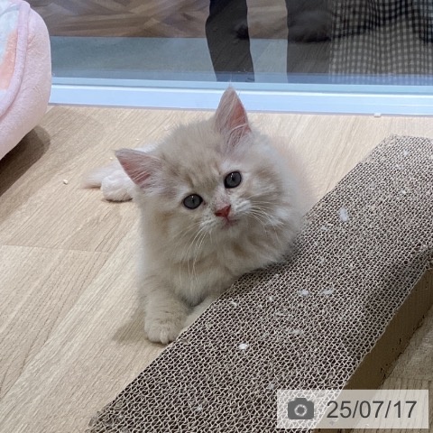 サイベリアンの写真