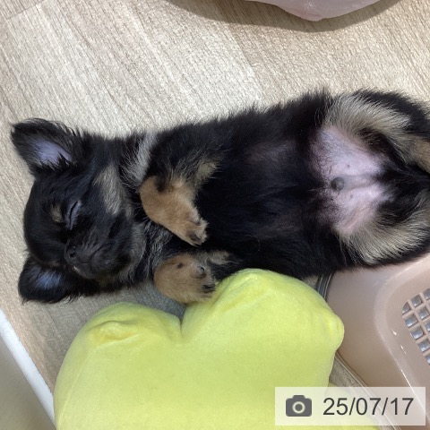 チワワの写真