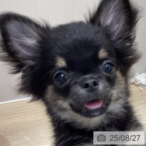 チワワの写真