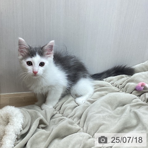 ノルウェージャンフォレストキャットの写真