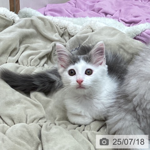 ノルウェージャンフォレストキャットの写真