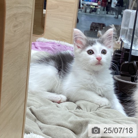 ノルウェージャンフォレストキャットの写真