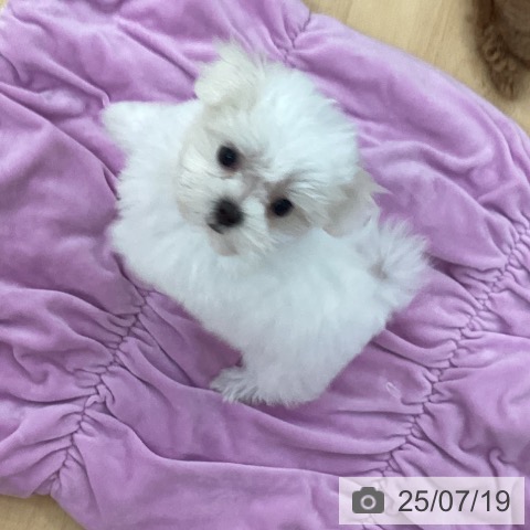 マルチーズの写真