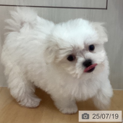 マルチーズの写真