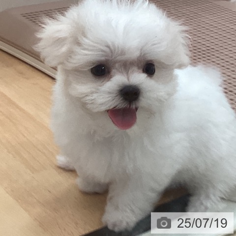 マルチーズの写真