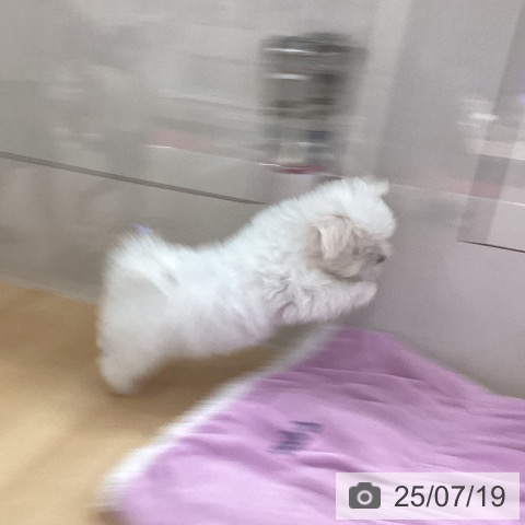 マルチーズの写真